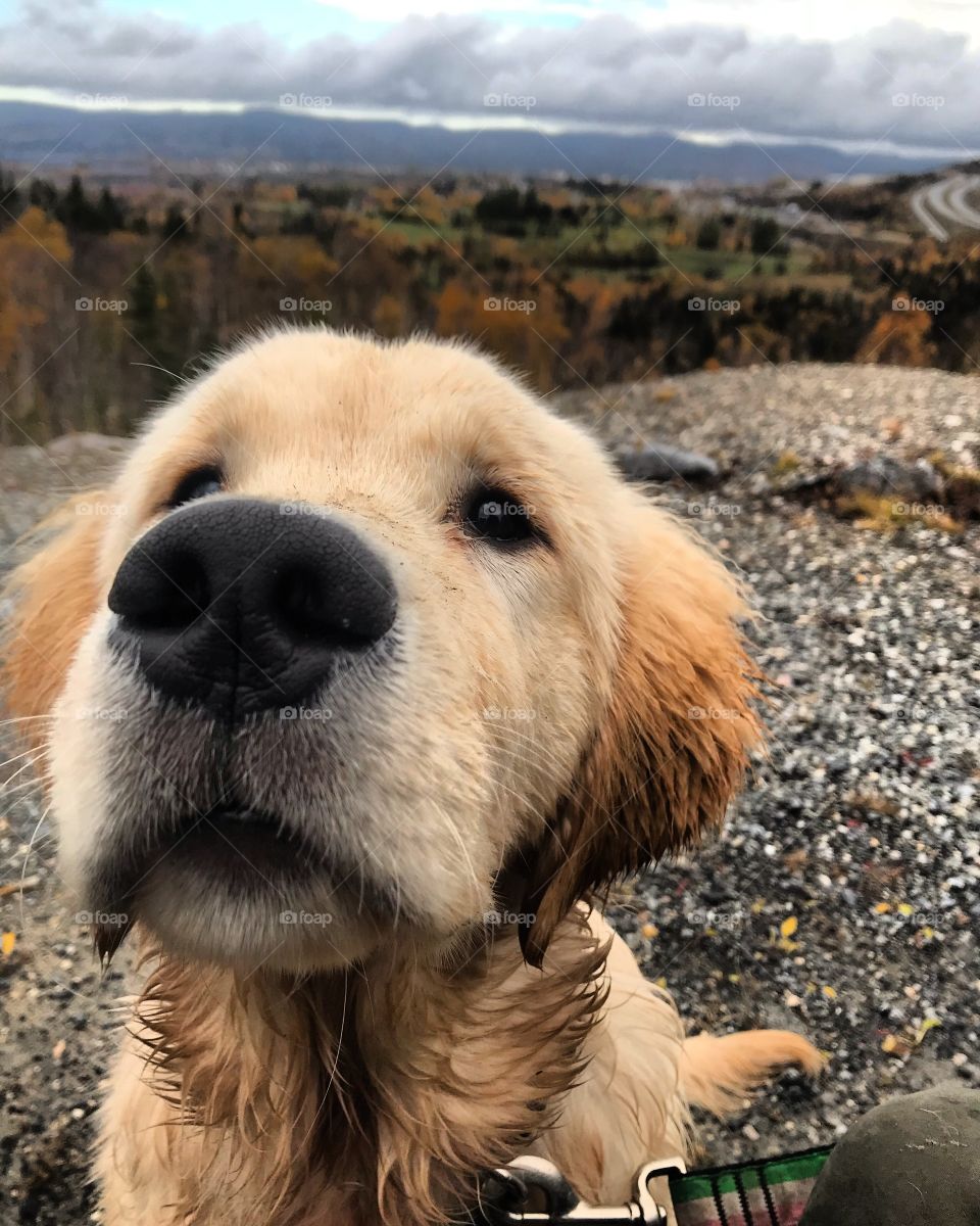 Beautiful five month old male golden retriever enjoying a lovely fall hike. 
