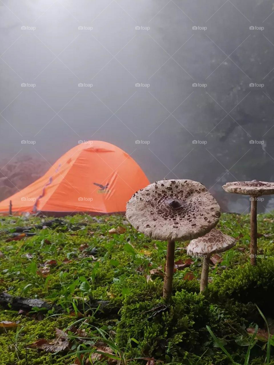 Silent air, forest fog, the smell of the forest and a group of researchers with some Macrolepiota  mushrooms...