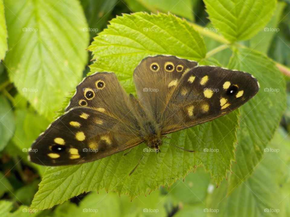 Tasting raspberry leaf 