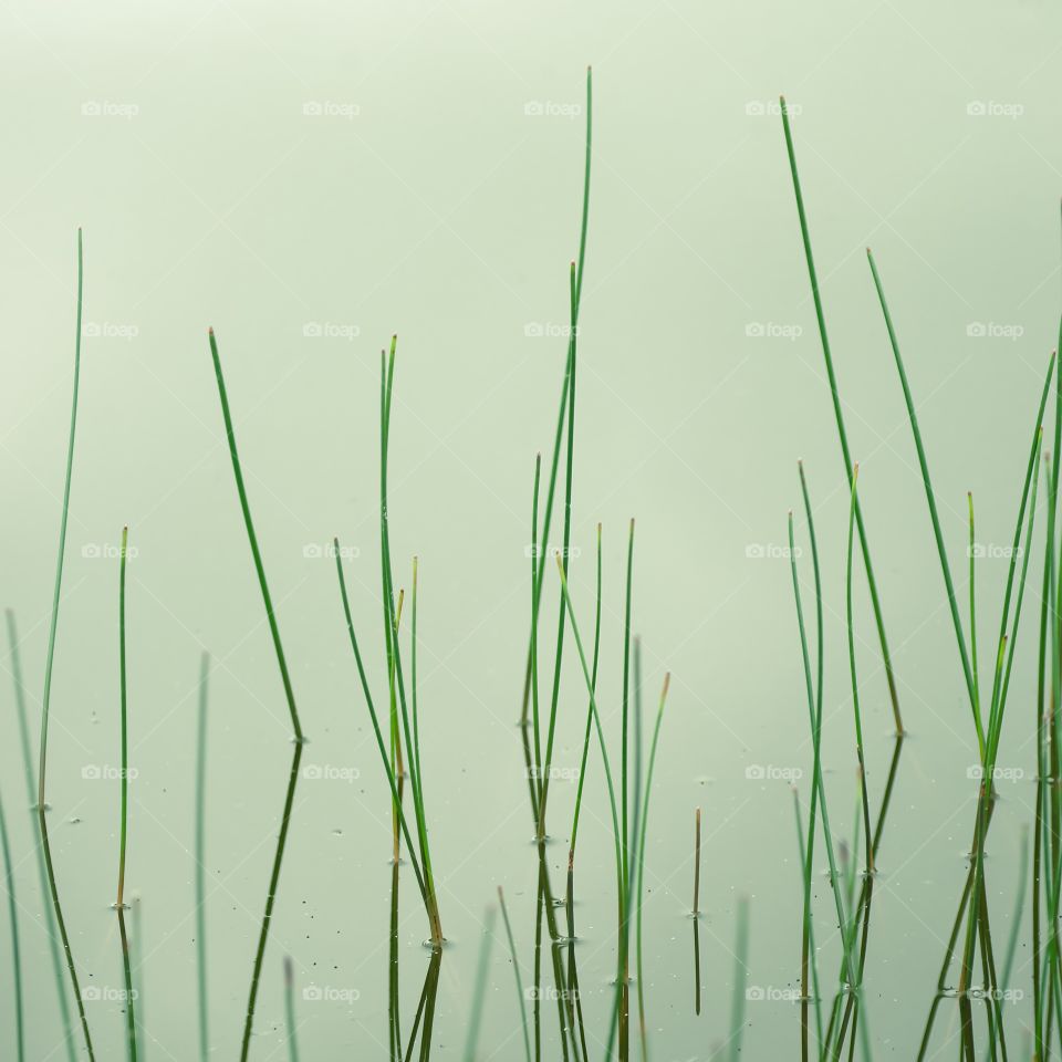 Grass in calm waters