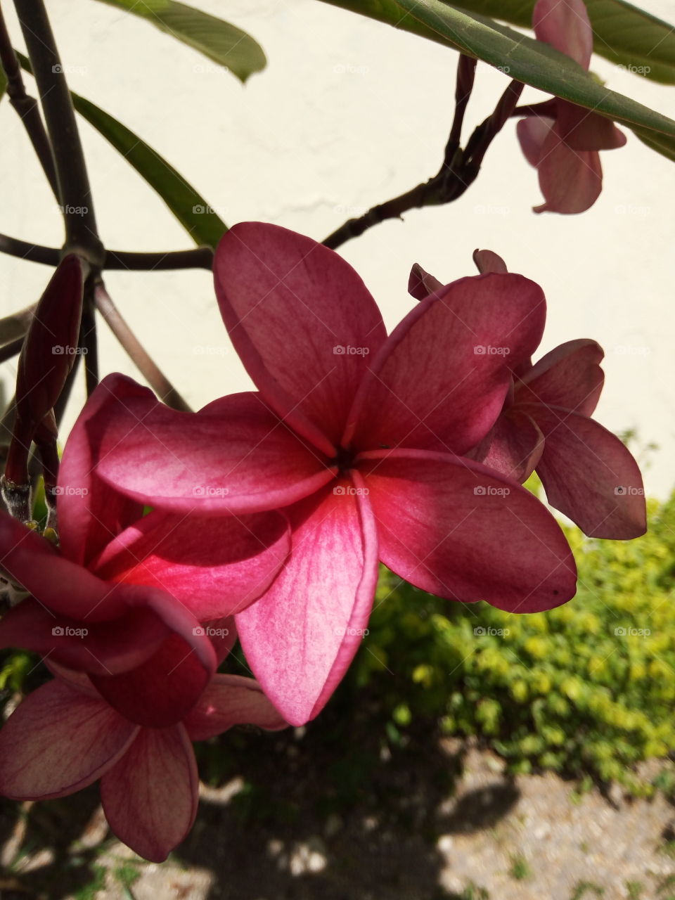 red frangipani