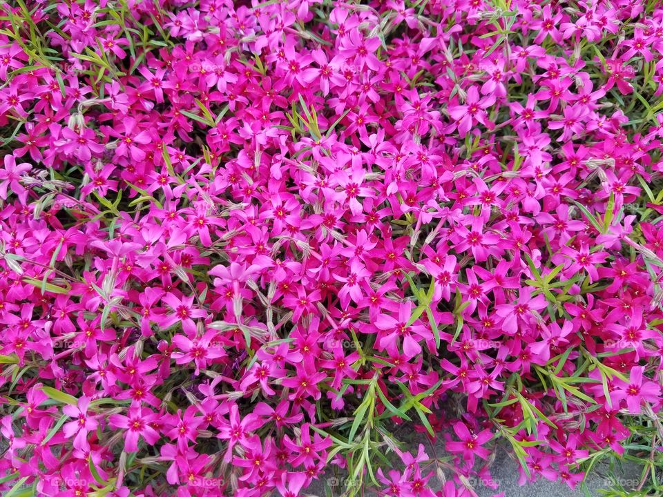 Bright pink flowers