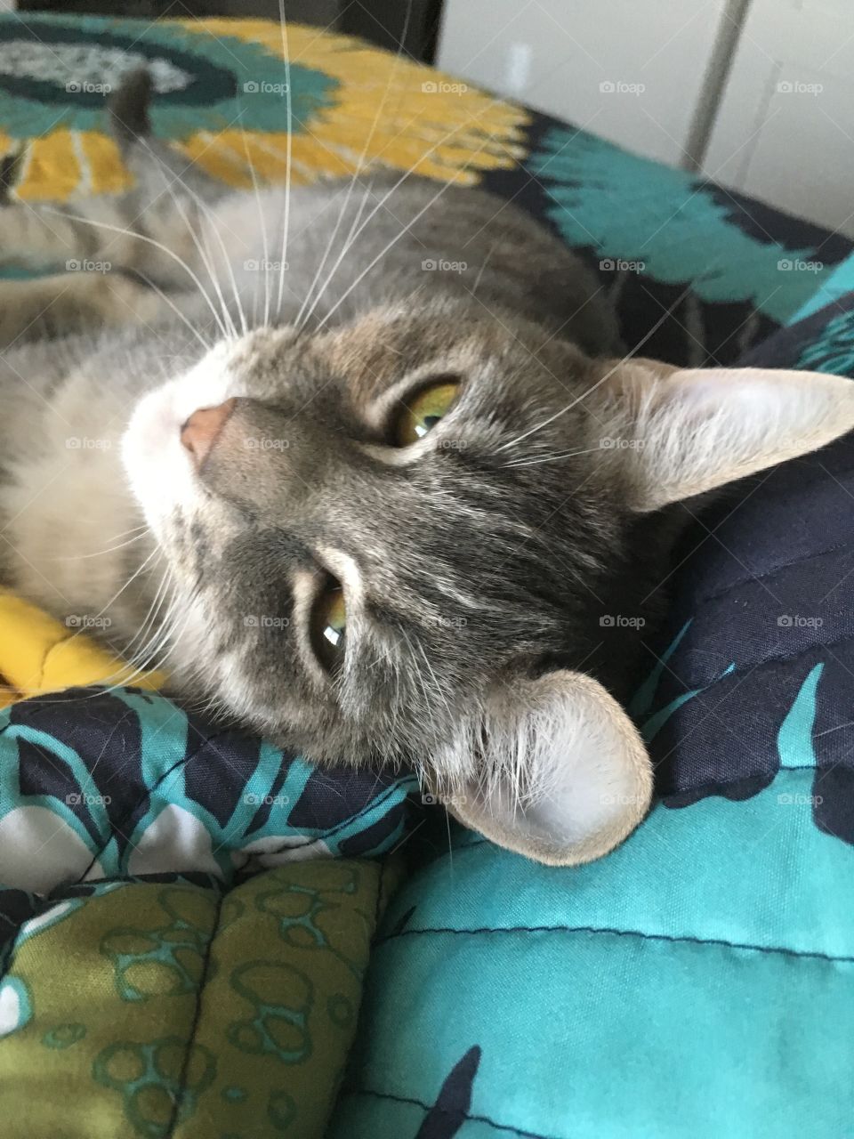 Cutest Pets in the World 