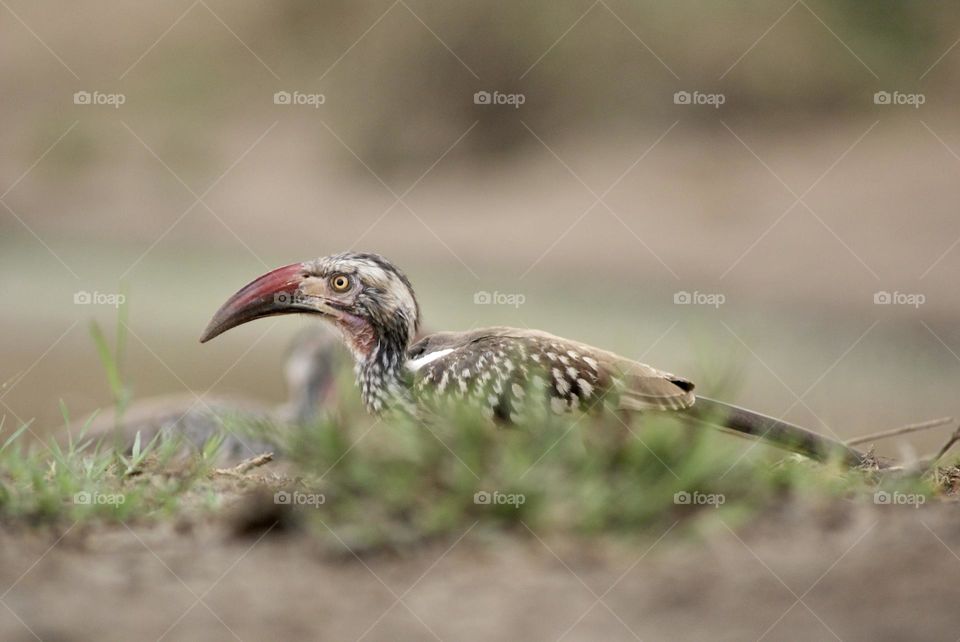 A red billed hornbill 