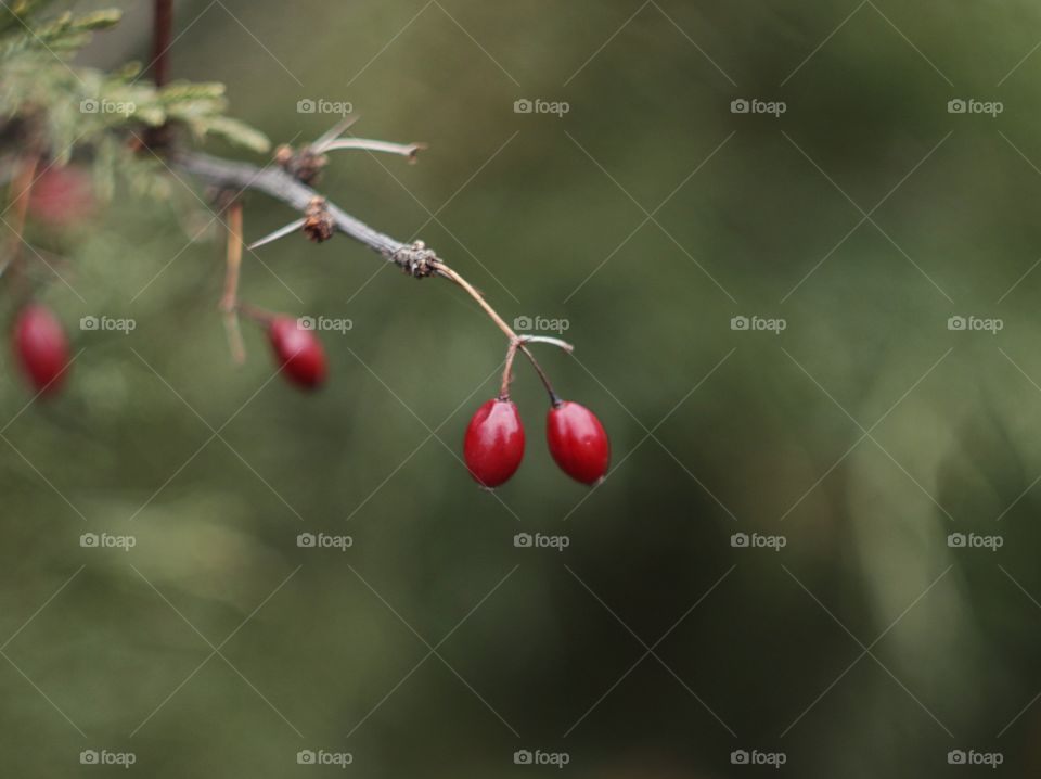 Berries 