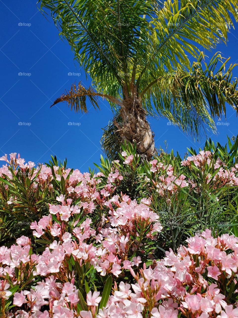 Pink Oleander and a Palm Tree
