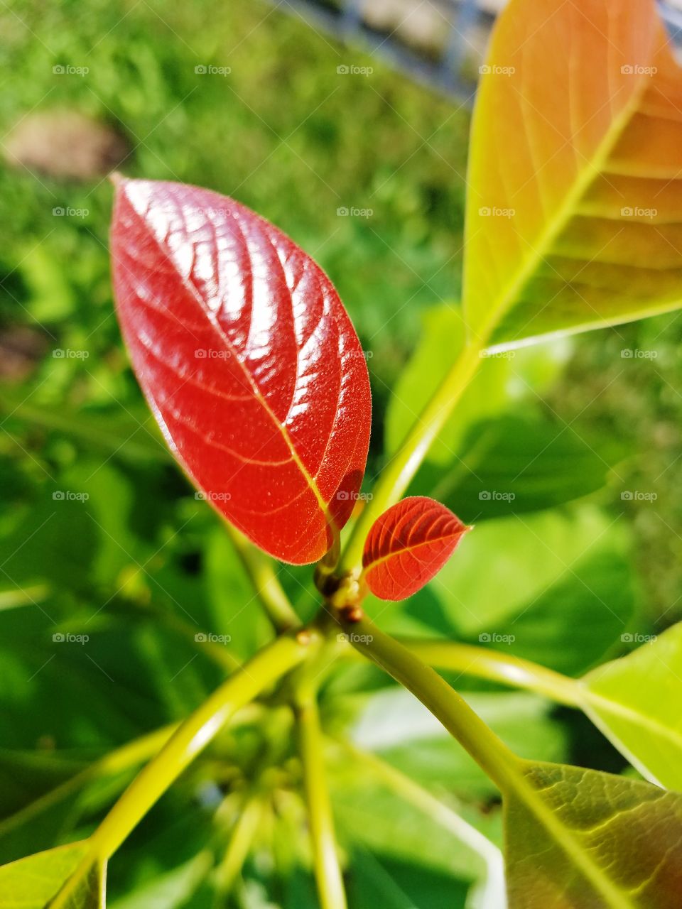 leaves