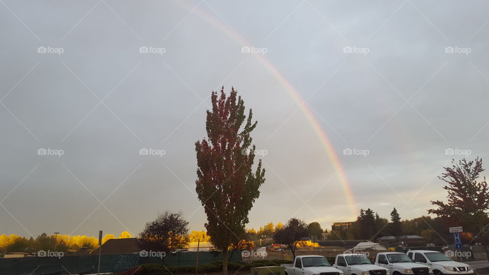 tree and rainbow