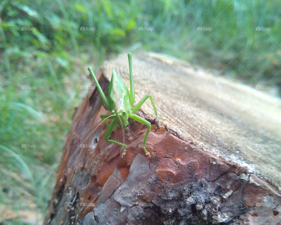 Close up of grasshopper on tree stump