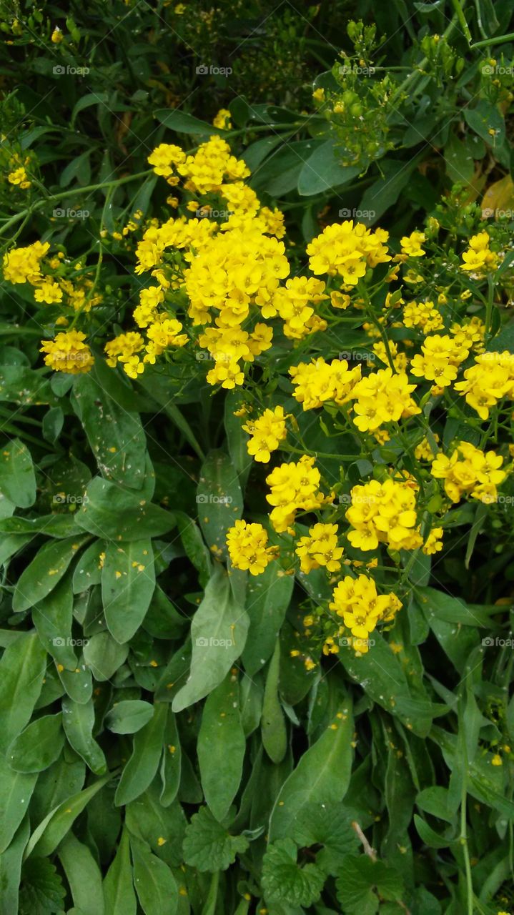 spring. flowers. beauty