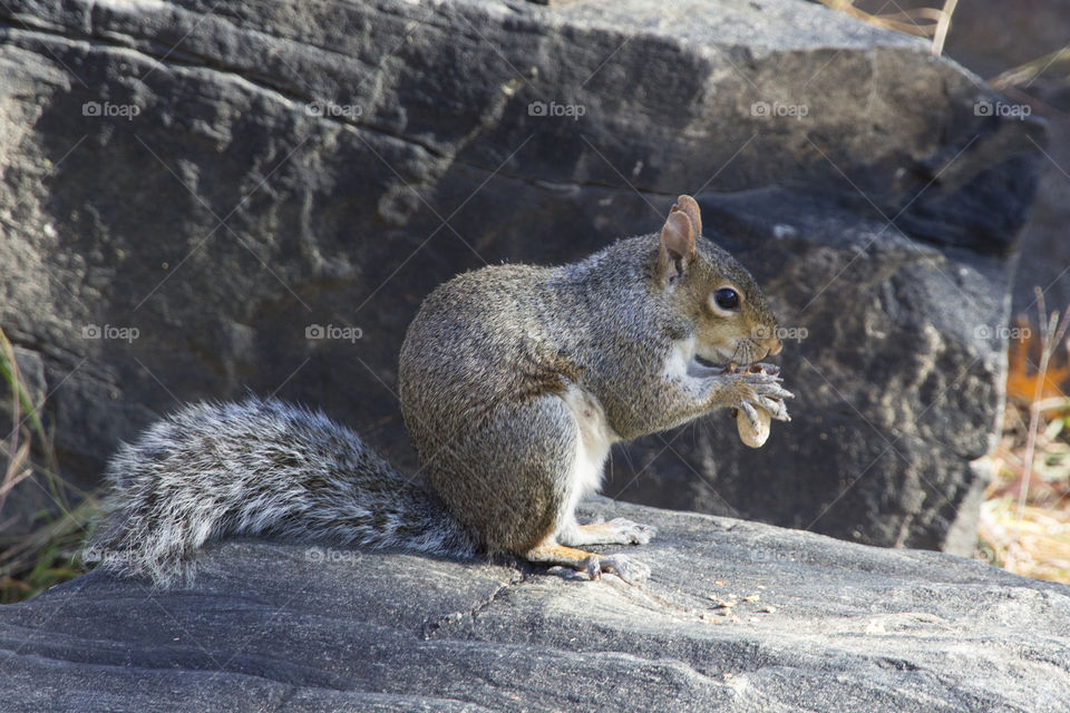 Squirrel sitting eating on the rock.
Ekorre jordnöt