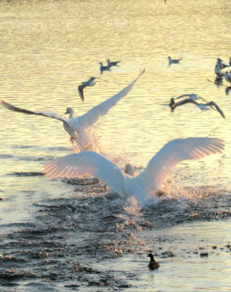 swans taking flight from the lake