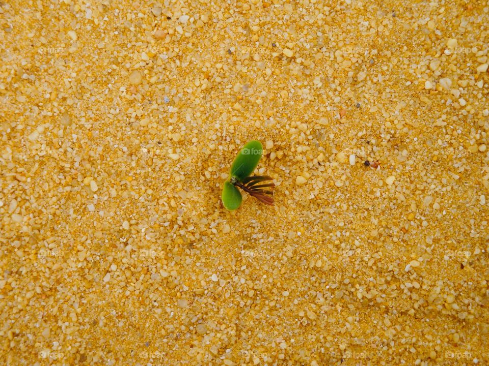 Plant sprout in the desert.