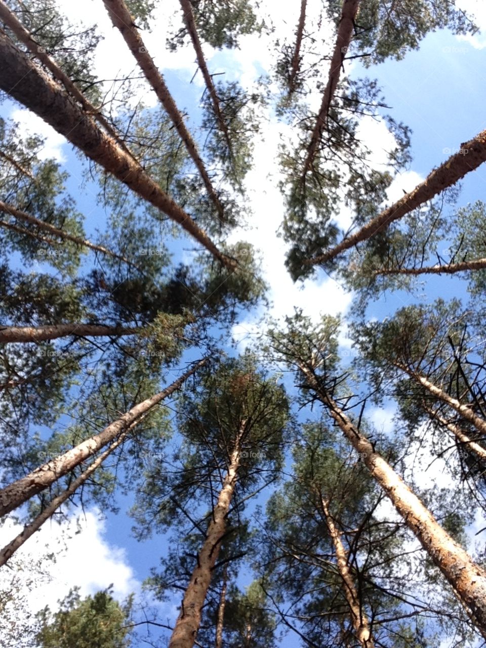 The sky by the eyes of a forest resident 