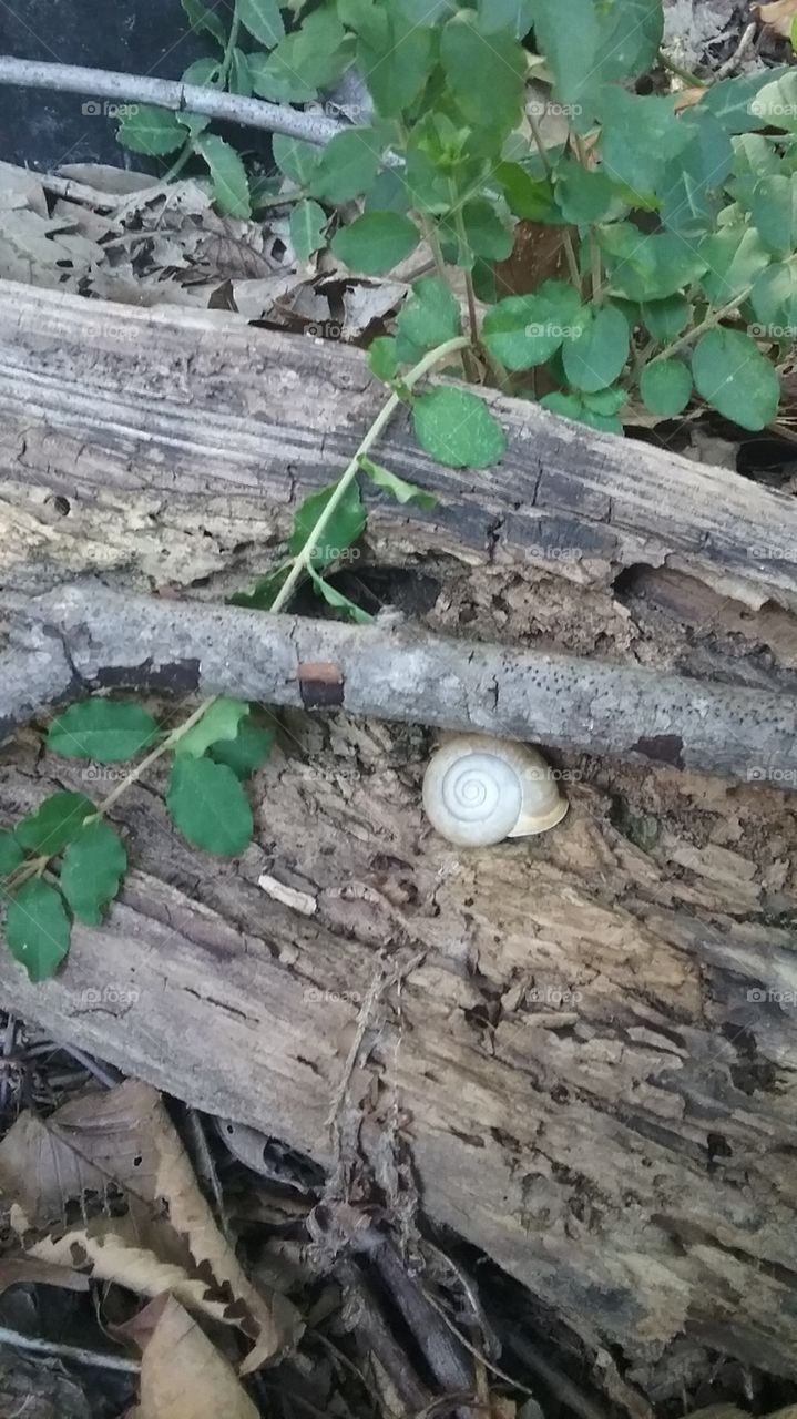 Nature, Wood, Desktop, Flora, Environment