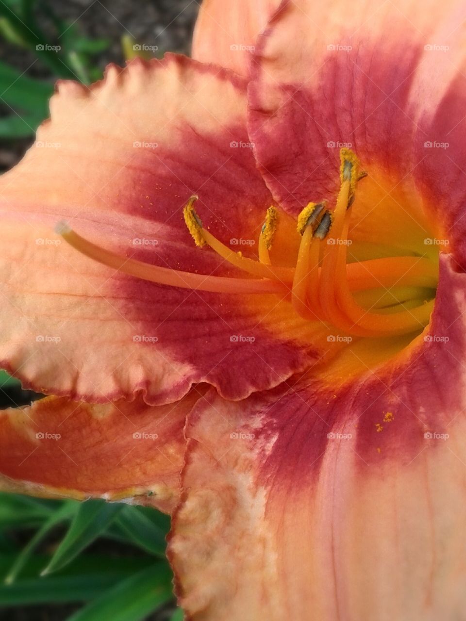 Day Lilly. Bright orange to get admiration.