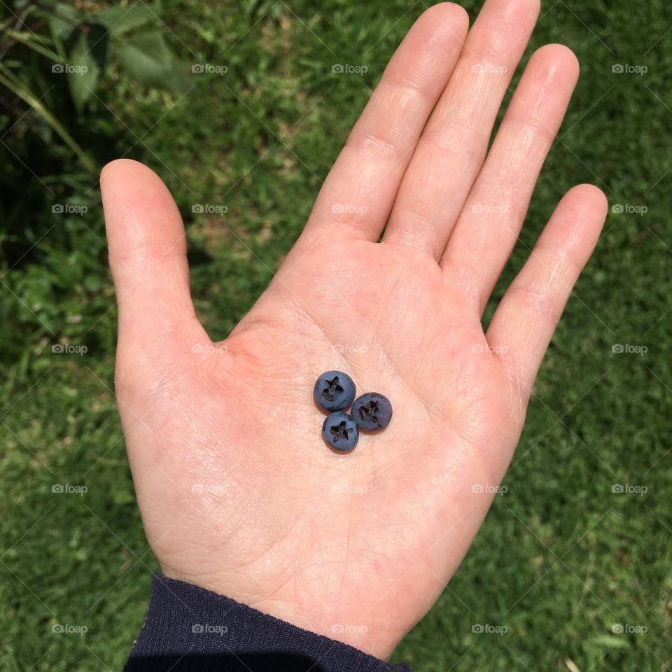 Blueberries on the hand 