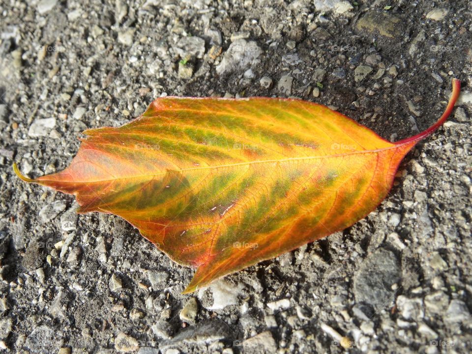 A colourful leaf