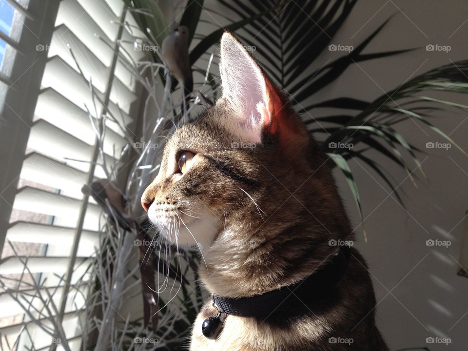 Rosie looking outside 