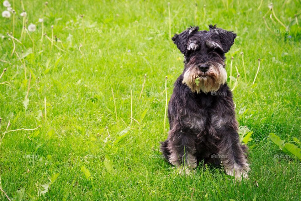  Dog chewing on a grass leave. Funny shot of a schnauzer chewing on a grass leave and looking into the camera.