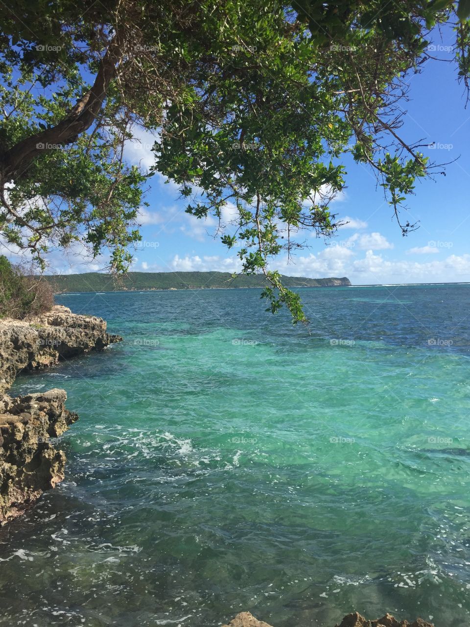 Turquoise waters of the Caribbean under a beautiful tree with rocks 