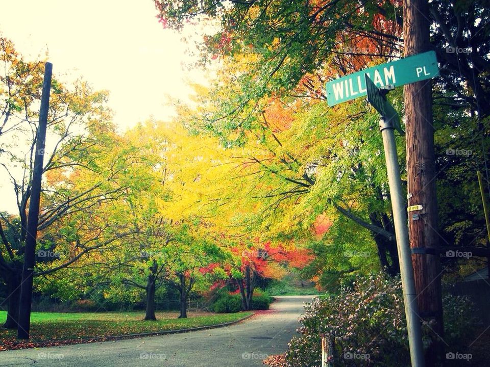 Street, tree, colorful, fall, autumn