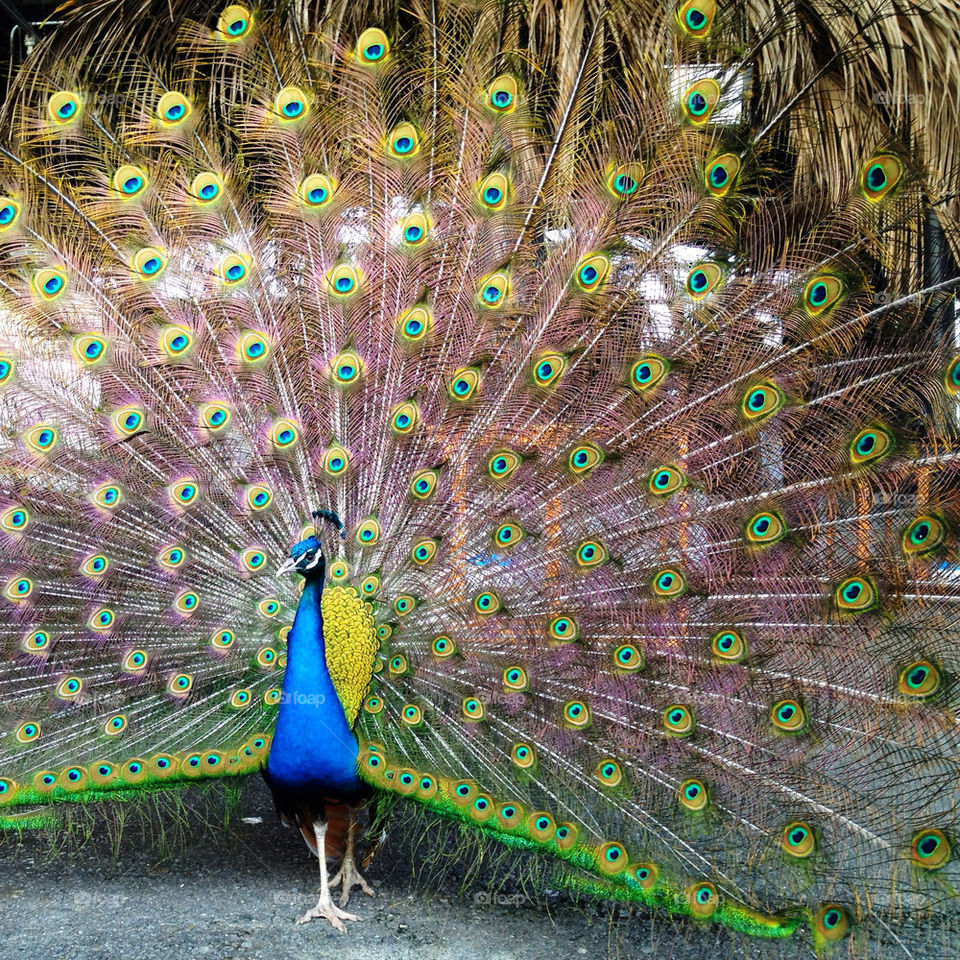 bird feathers colorful peacock by mary-schneider