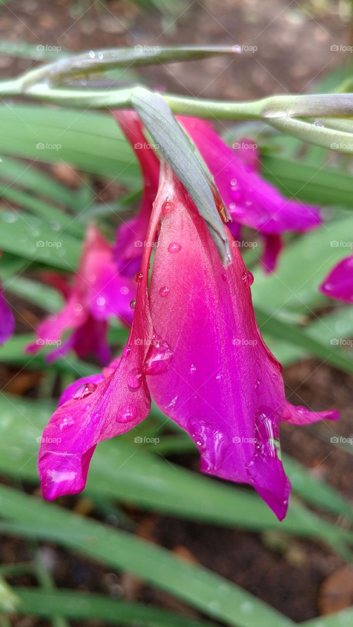 raindrops on pink flower