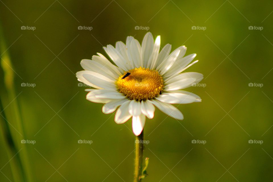 Tiny fly sitting on daisy 