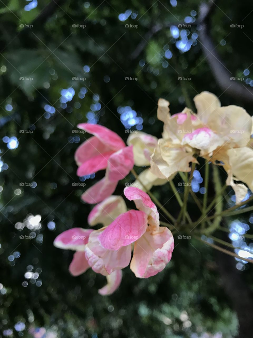 macro flowers