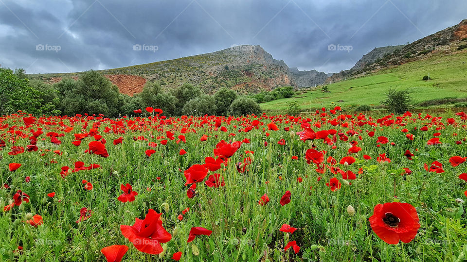 Red blossoms in the field