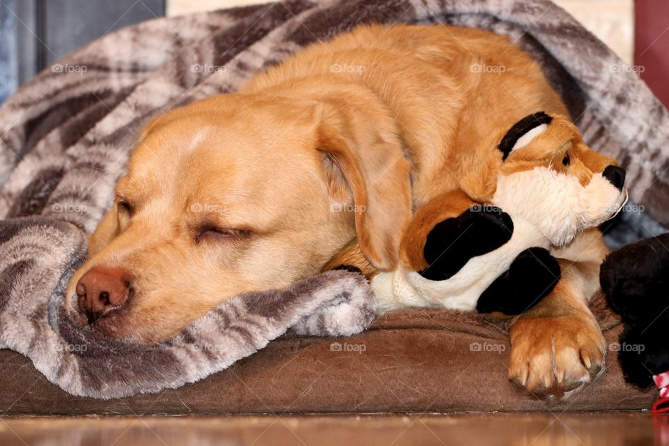 Dog snuggled with toy 