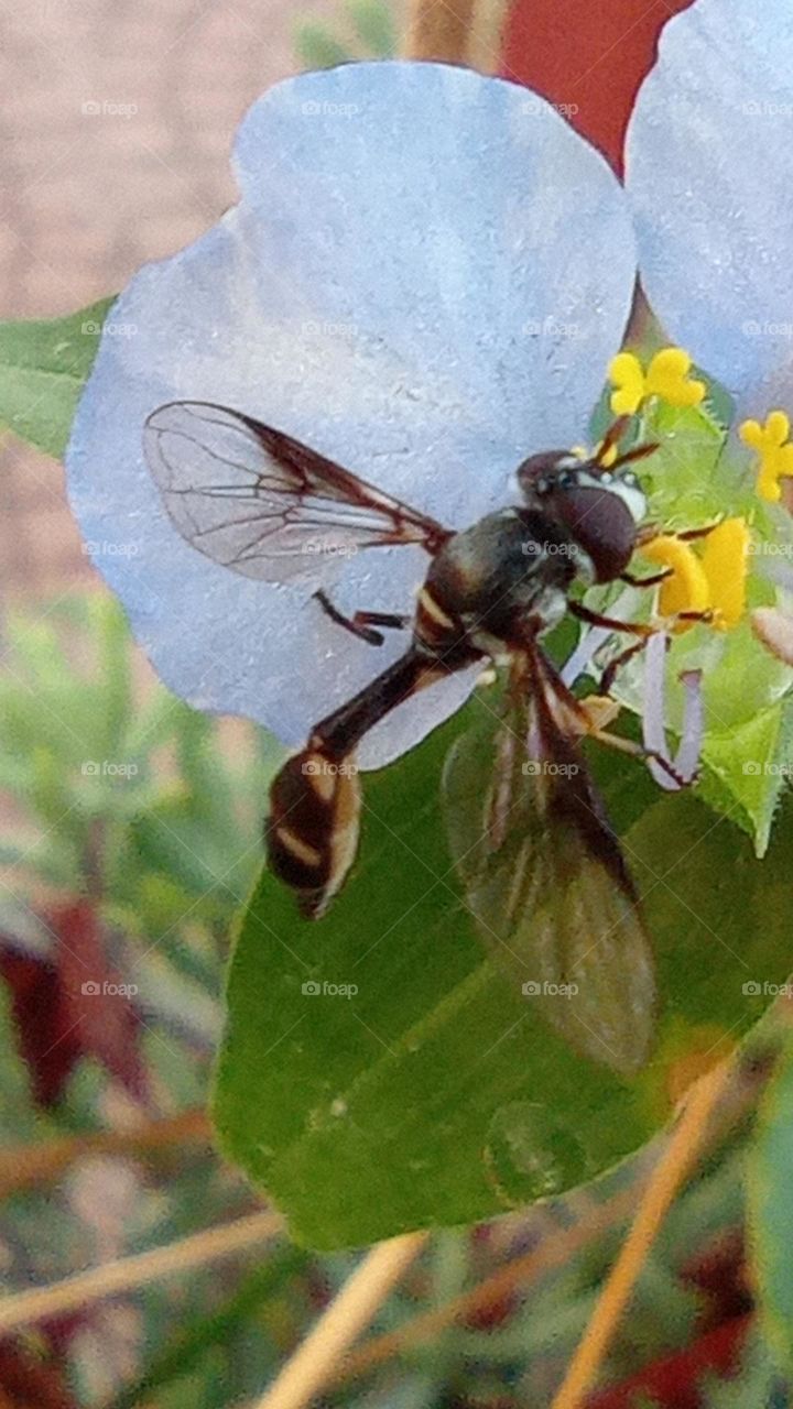 Wasp pollination - polinización por avispa