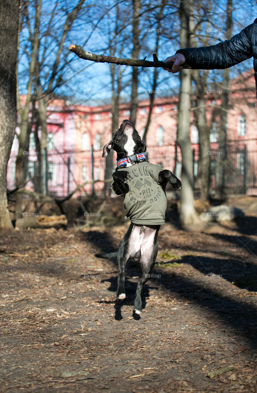 Cute dog play at the park