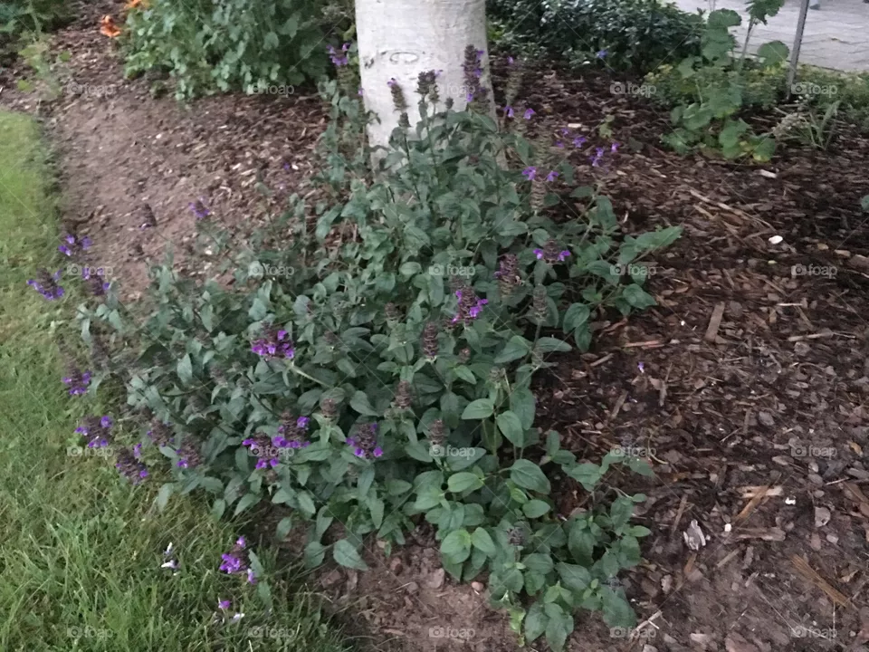 Blumen 