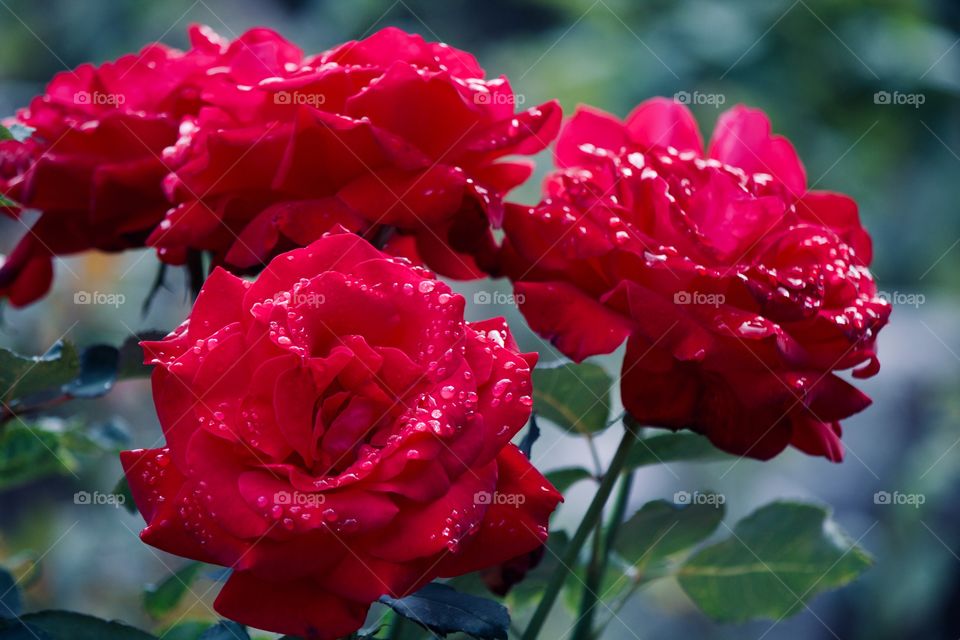 Red roses