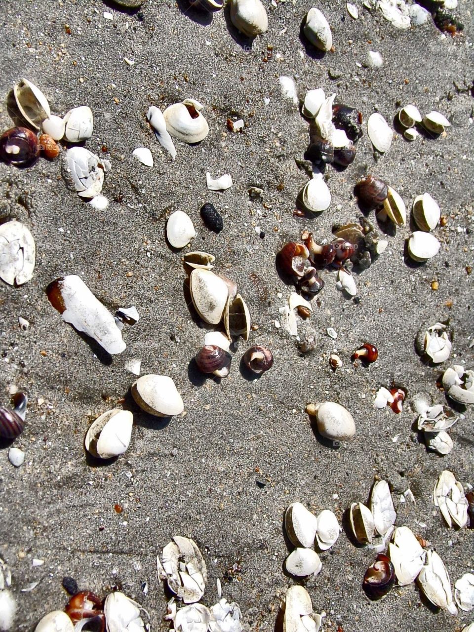 Beach sand with pretty shells 