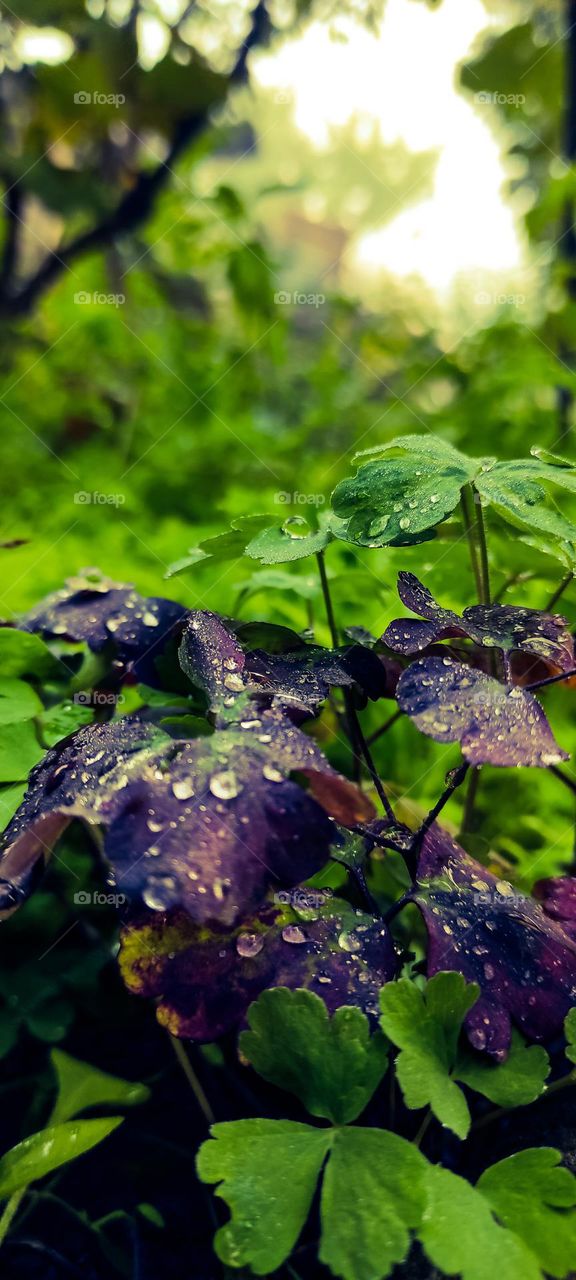 violet green leaves