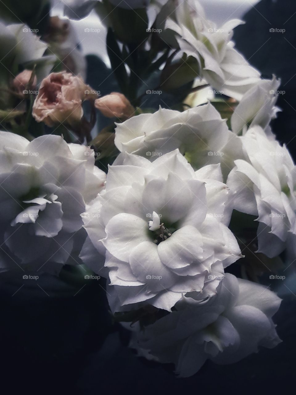 spring flower day outdoor