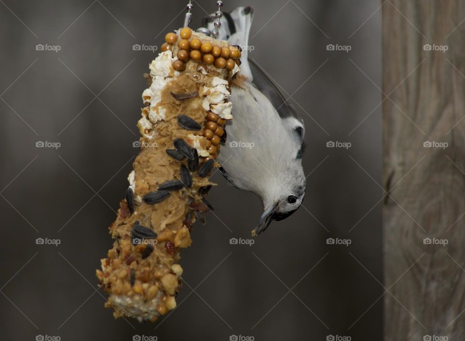 An Upside Down Treat; Nuthatch