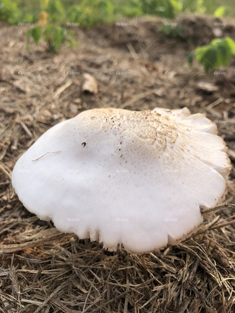 Mushroom perspective 