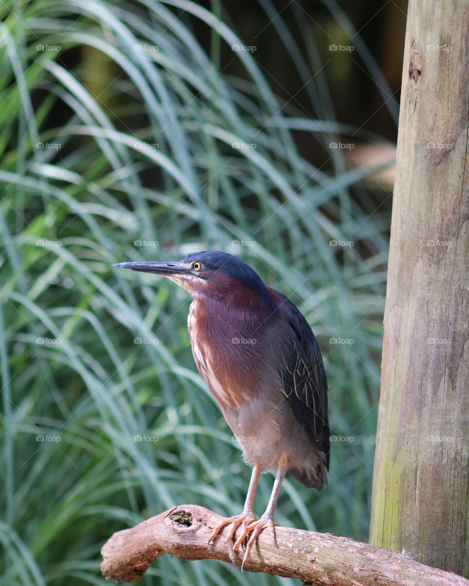 Green crested heron