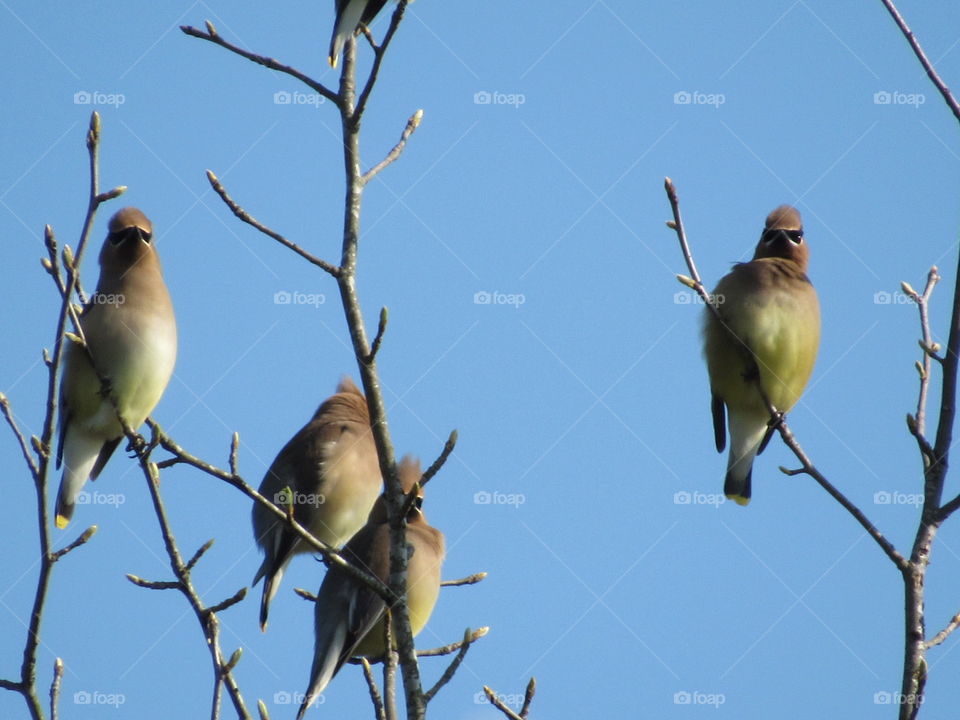 Cedar Waxwings