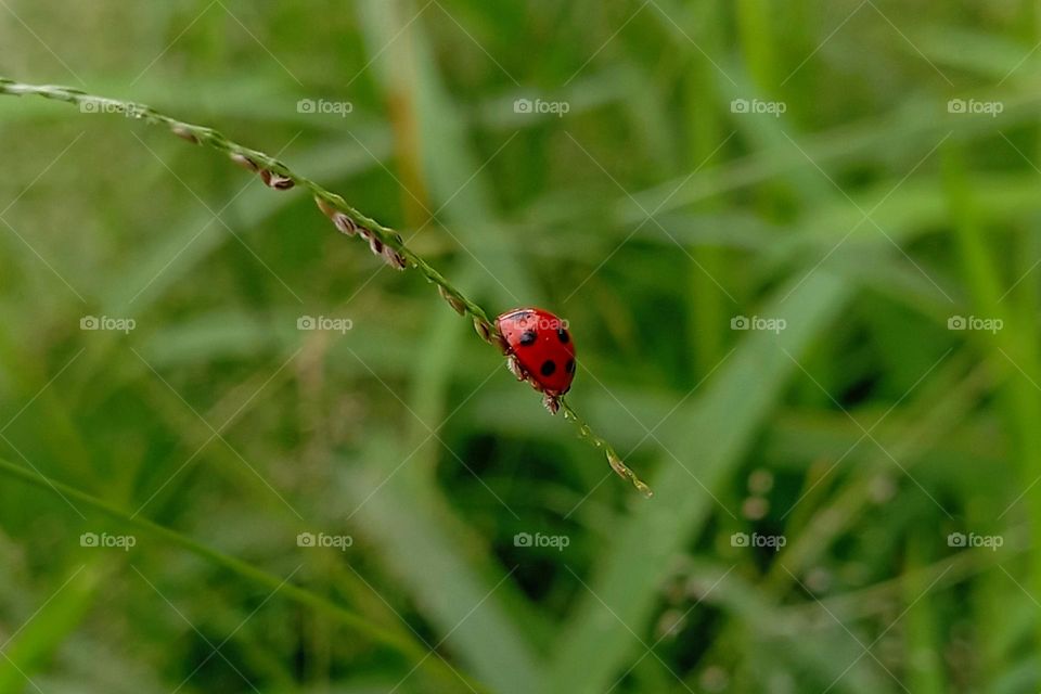 Ladybug on the grass.