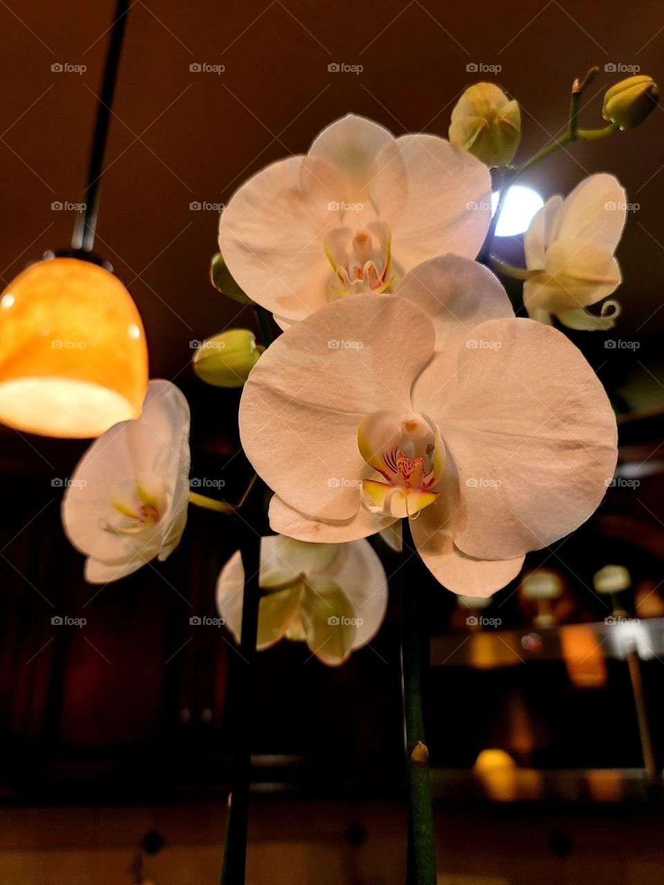 Orchid in my kitchen.