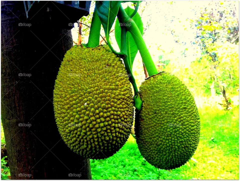 Jackfruit
