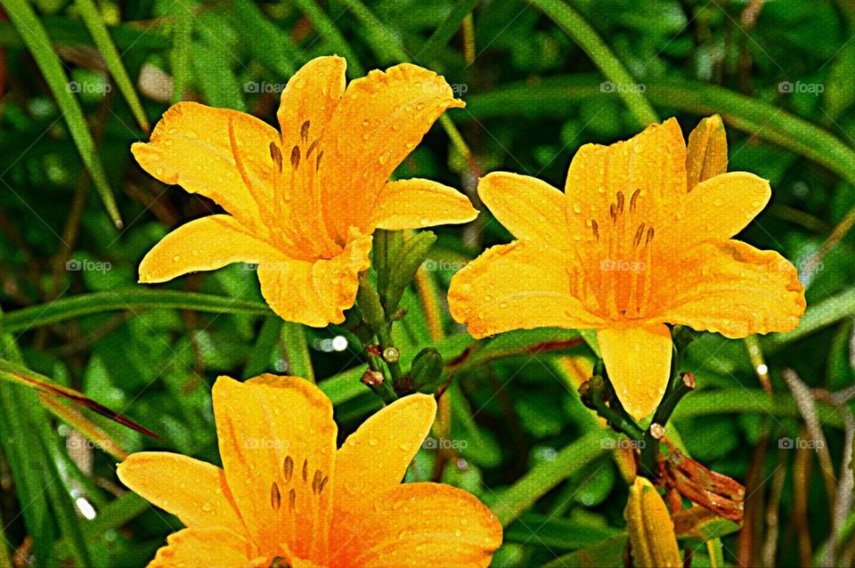 Orange Flowers