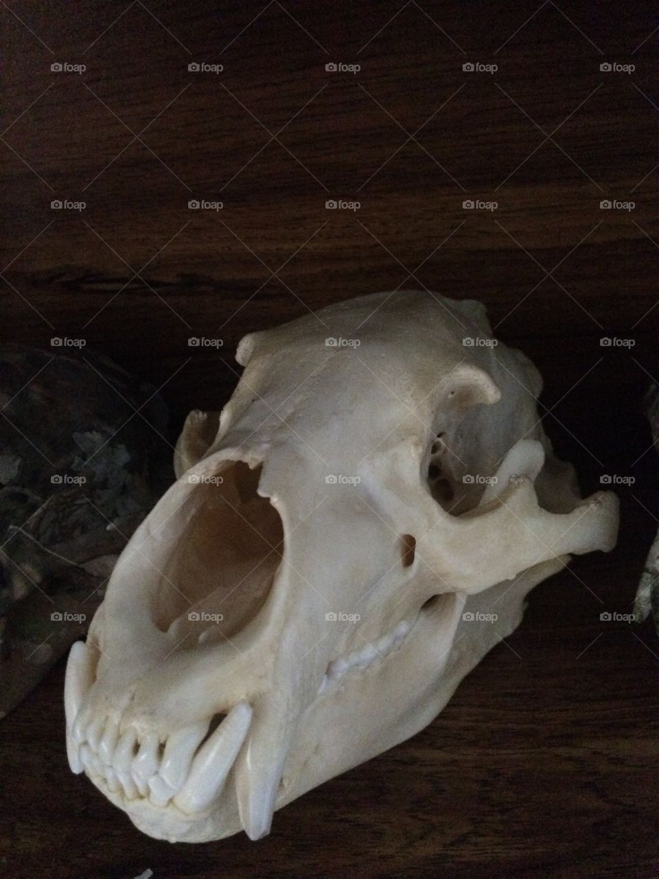 Bear skull