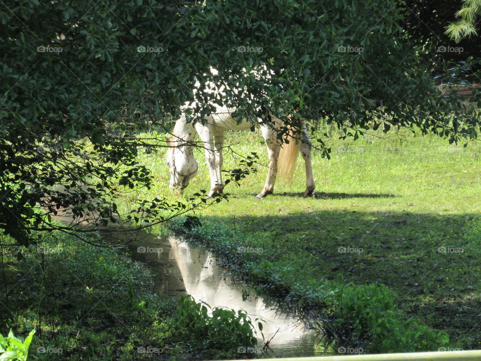 A Stallion and his reflection