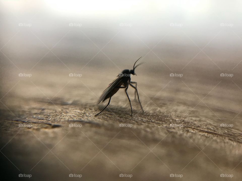 Mosquito | Photo with iPhone 7 + Macro lens.  🇨🇭